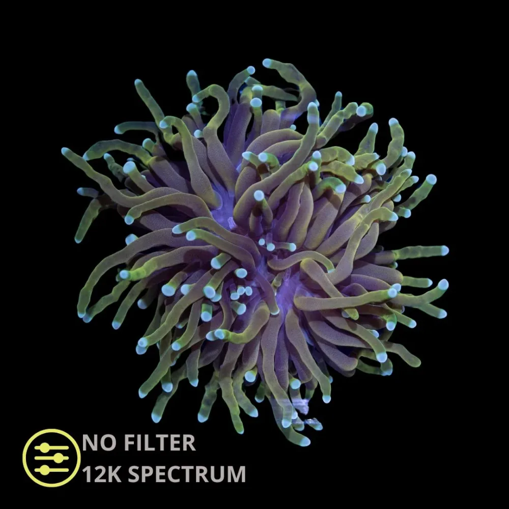 CL Euphyllia Torch Gold - Frag - Bilde 2