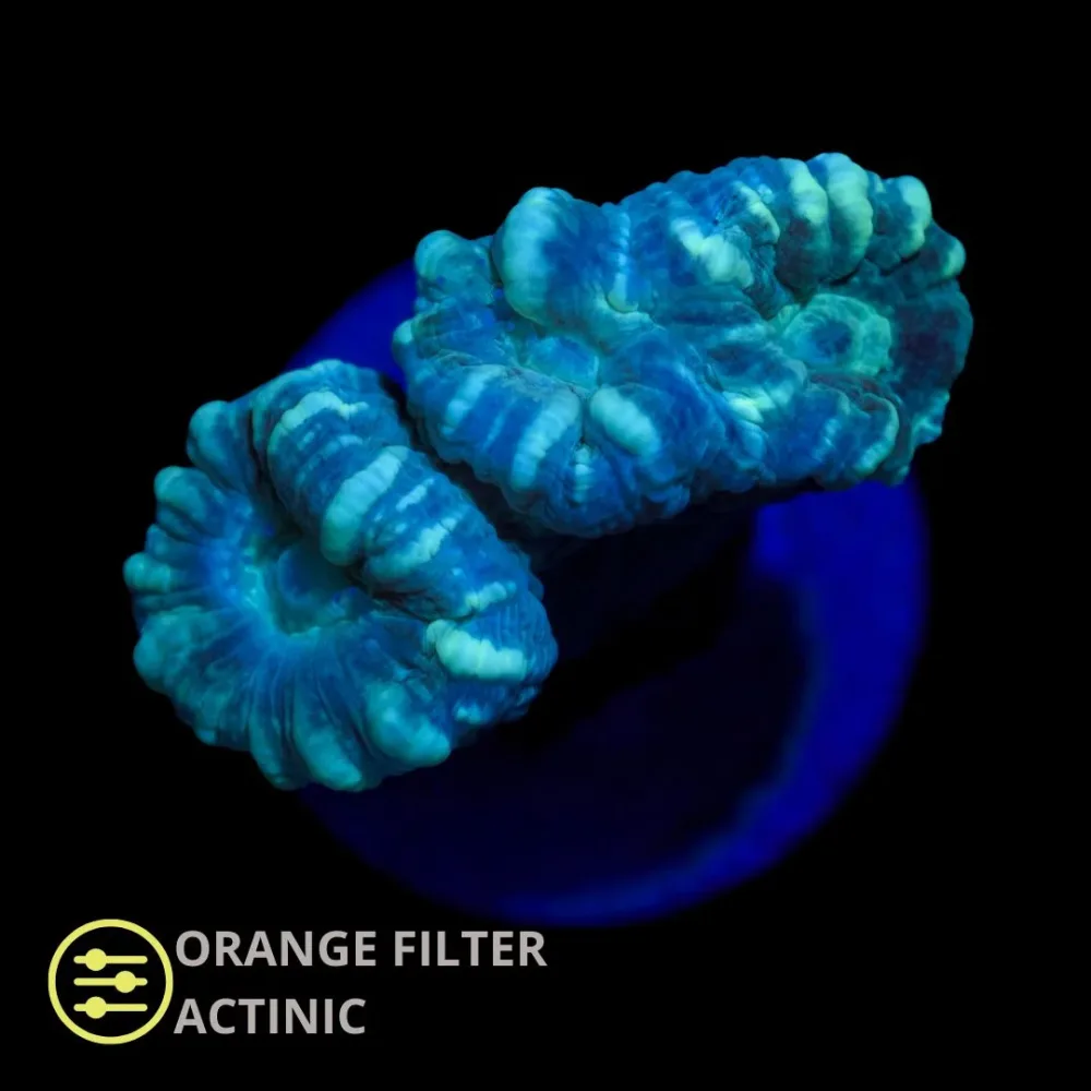 Caulastrea Candy Cane Teal – Frag